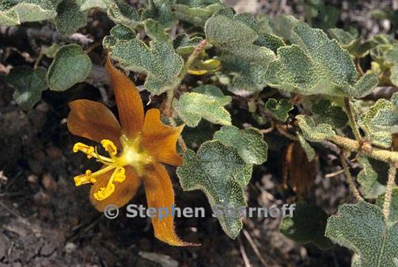 fremontodendron californicum ssp decumbens 2 graphic